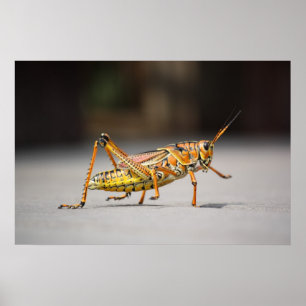 Beautiful colourful grasshopper in close-up poster