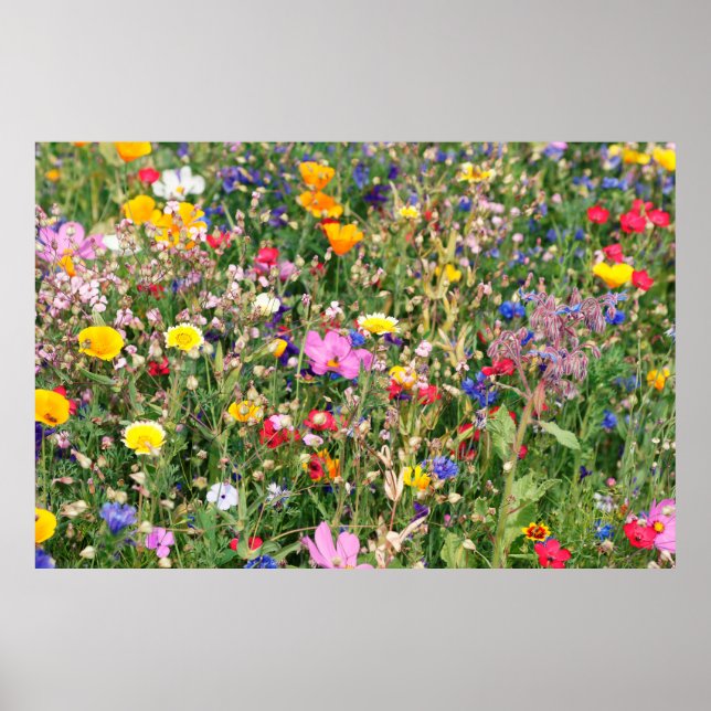beautiful colourful meadow of wild flowers poster (Front)