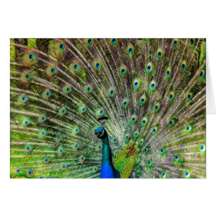 Beautiful, colourful peacock