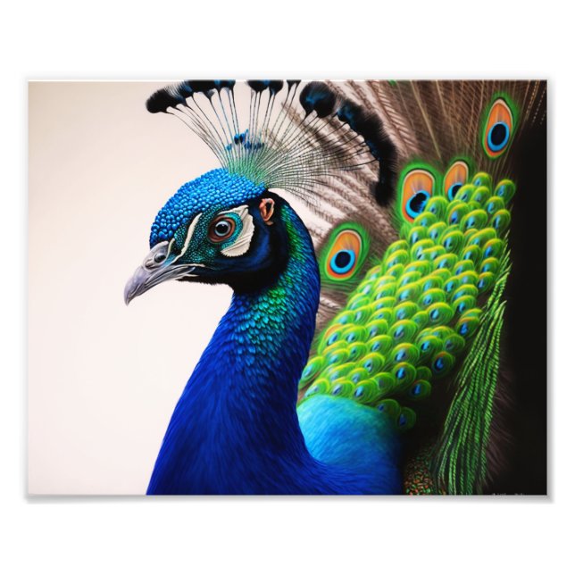 Beautiful Colourful Peacock Peafowl Bird Wildlife Photo Print (Front)