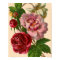 Beautiful Colourful Roses