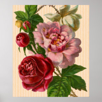Beautiful Colourful Roses Poster