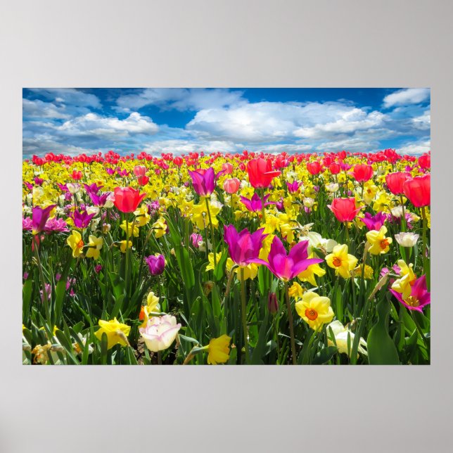 Beautiful Colourful Tulip Field Poster (Front)