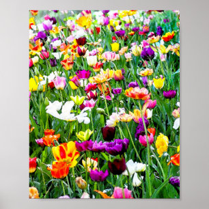 Beautiful Colourful Tulips Artsy Floral Poster