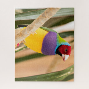 Beautiful Colourful Zebra Finch Bird Jigsaw Puzzle