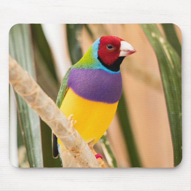 Beautiful Colourful Zebra Finch Bird Mouse Pad (Front)
