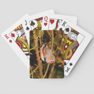 Beautiful Colourful Zebra Finch Bird Playing Cards