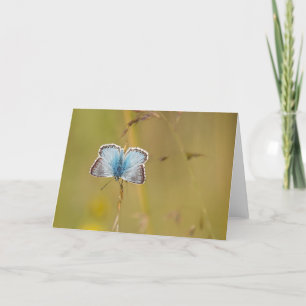 Beautiful Common Blue Butterfly - Greeting Card