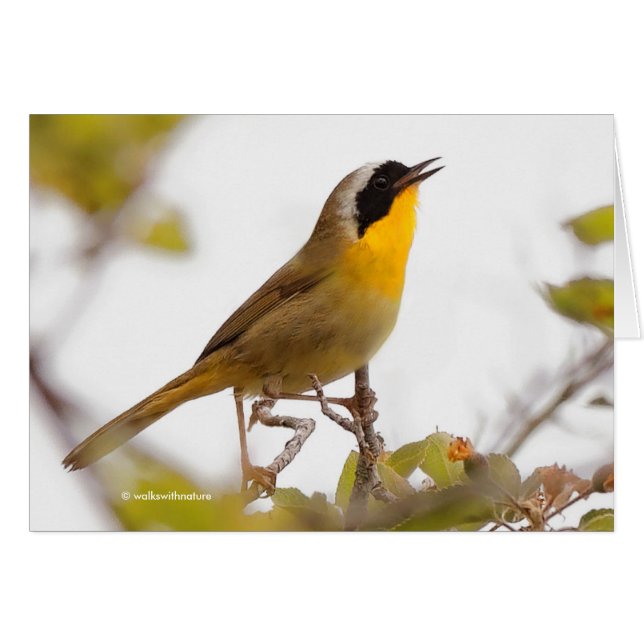 Beautiful Common Yellowthroat Warbler Songbird (Front Horizontal)