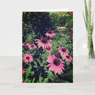 Beautiful Cone Flowers In A Garden Pink Purple Card