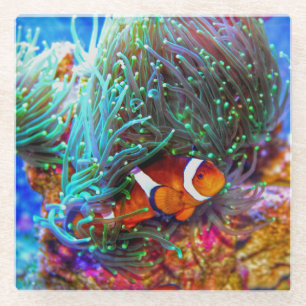 Beautiful Coral Reef with Clown Fish Glass Coaster