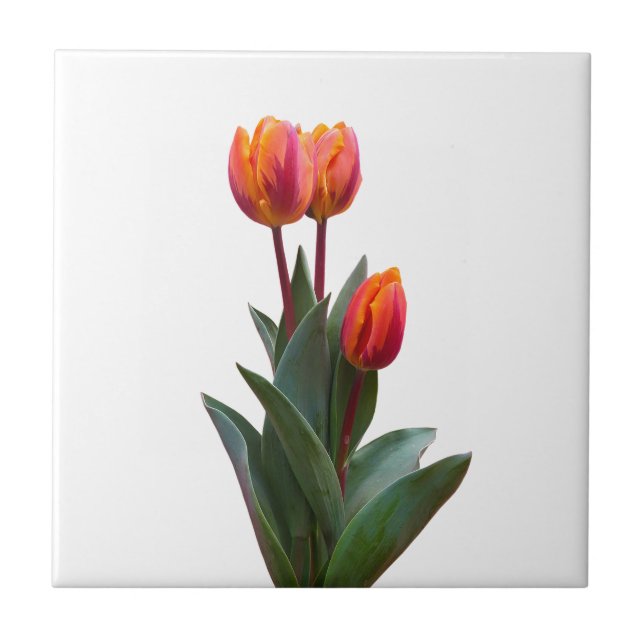 Beautiful Coral Tulip Ceramic Tile (Front)