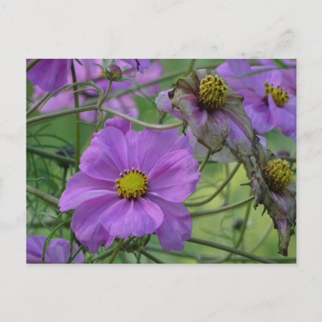 Beautiful Cosmea Flowers DIY Postcard (Front)