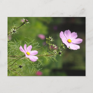 Beautiful Cosmea Flowers Vertical DIY Postcard