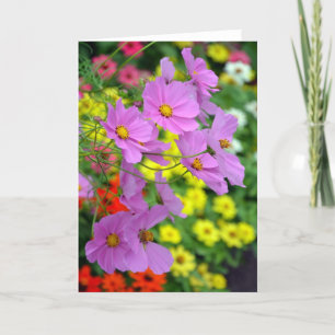 Beautiful cosmos flowers print greeting card