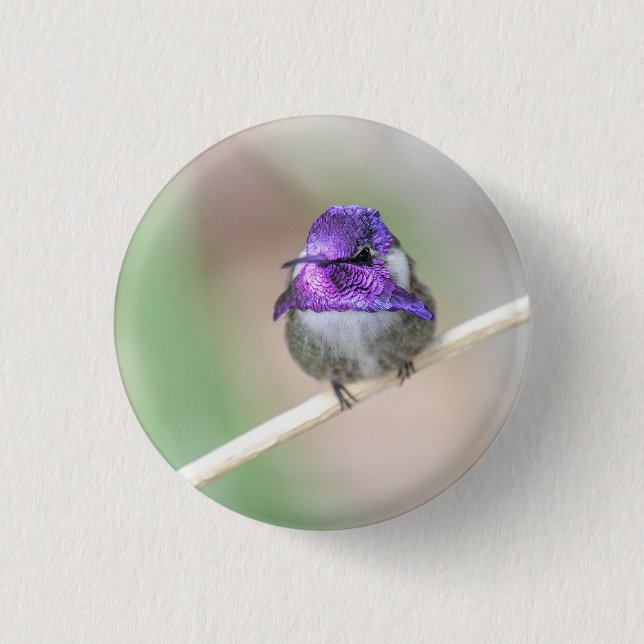 Beautiful Costa's hummingbird  3 Cm Round Badge (Front)