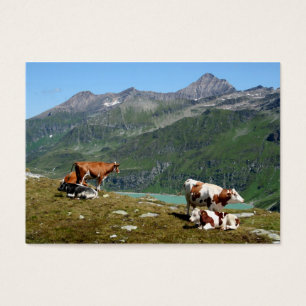 Beautiful Cows High Up In The Mountains
