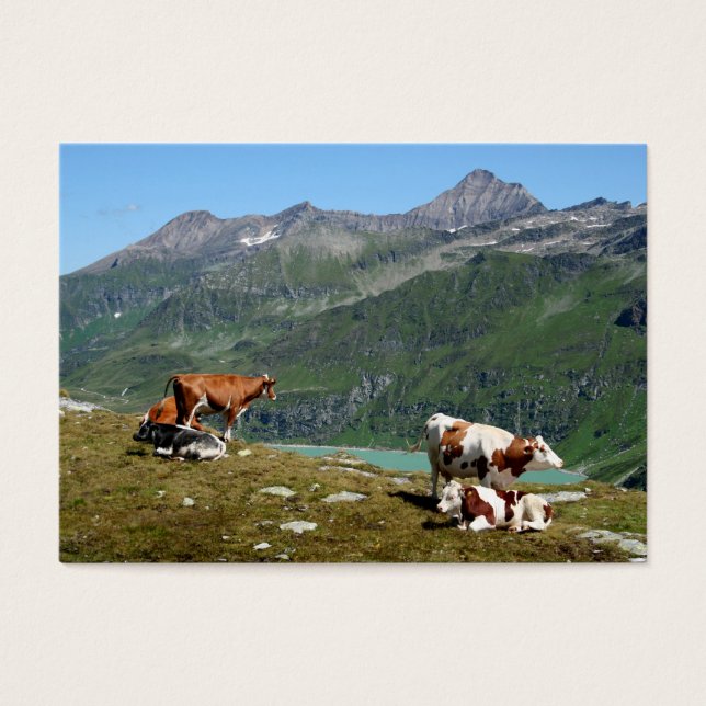 Beautiful Cows High Up In The Mountains (Front)