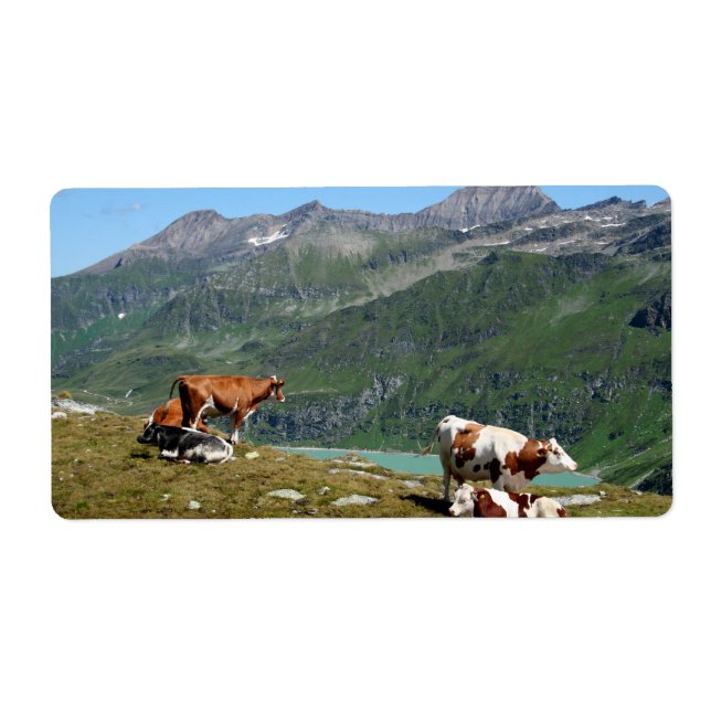 Beautiful Cows High Up In The Mountains (Front)