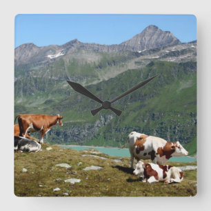 Beautiful Cows High Up In The Mountains Square Wall Clock