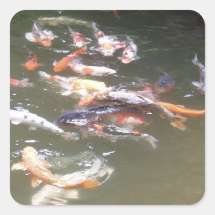 Beautiful Coy Fish Sticker Set