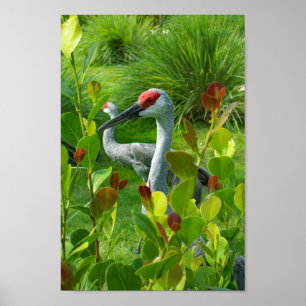 Beautiful Crane Bird Photograph Poster