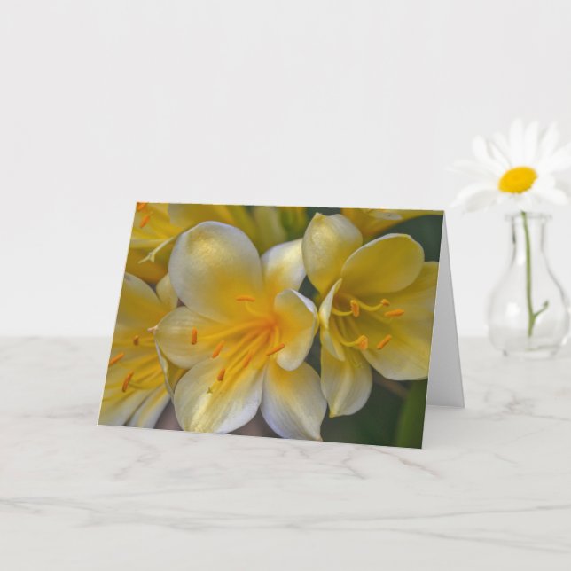 Beautiful Cream Yellow Gold Lily Flowers Art Card (Small Plant)