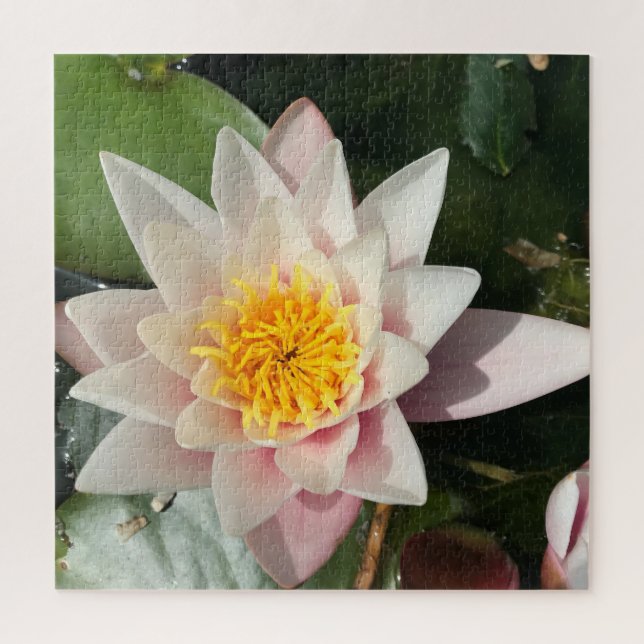 Beautiful Creamy Pink Water Lily, Lotus Blossom Jigsaw Puzzle (Vertical)