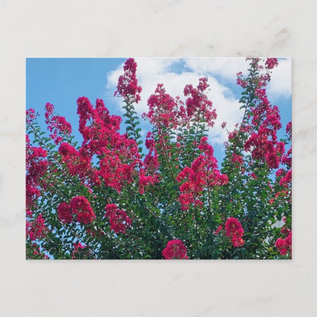 Beautiful Crepe Myrtle Flowers Nature Photography Postcard (Front)
