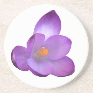Beautiful Crocus Flower Coasters