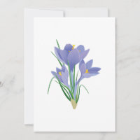 Beautiful crocus Flower