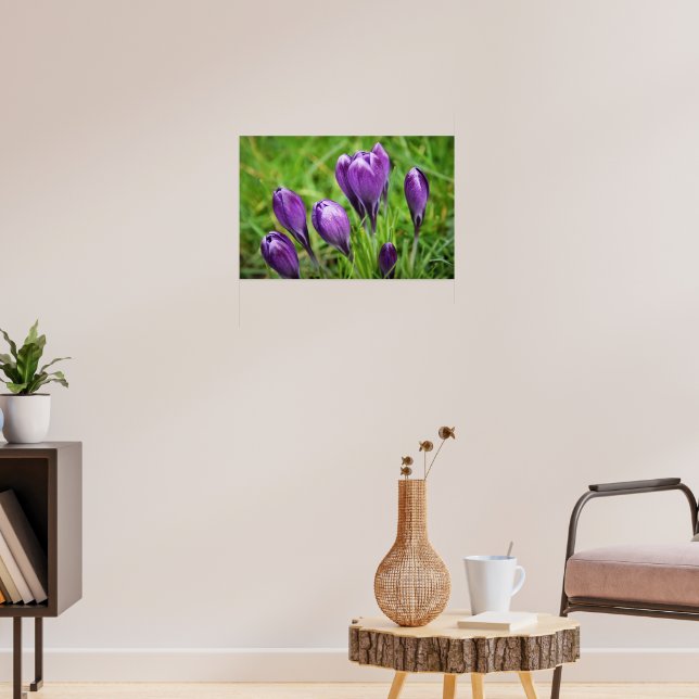 Beautiful crocuses poster (Living Room 3)