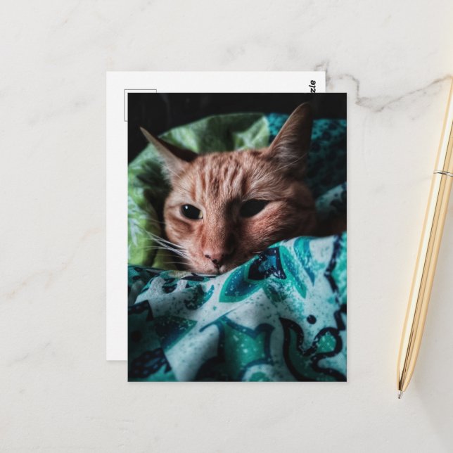 Beautiful Cute Ginger Tabby Cat Postcard (Front/Back In Situ)