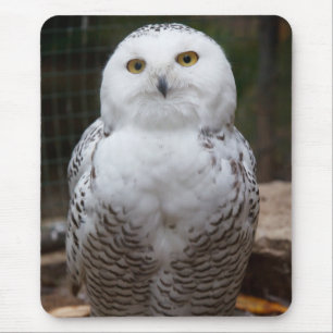 Beautiful cute  White snow owl bright eyes image Mouse Pad