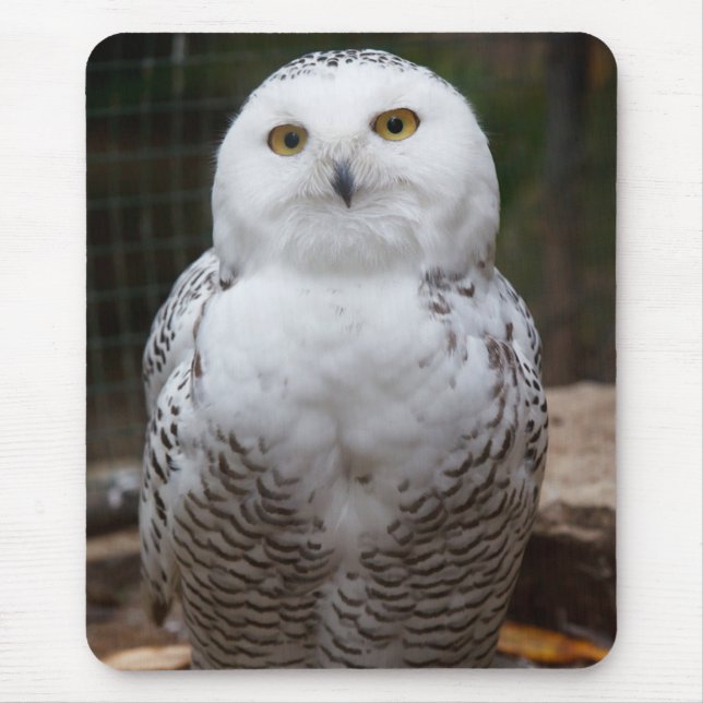 Beautiful cute  White snow owl bright eyes image Mouse Pad (Front)