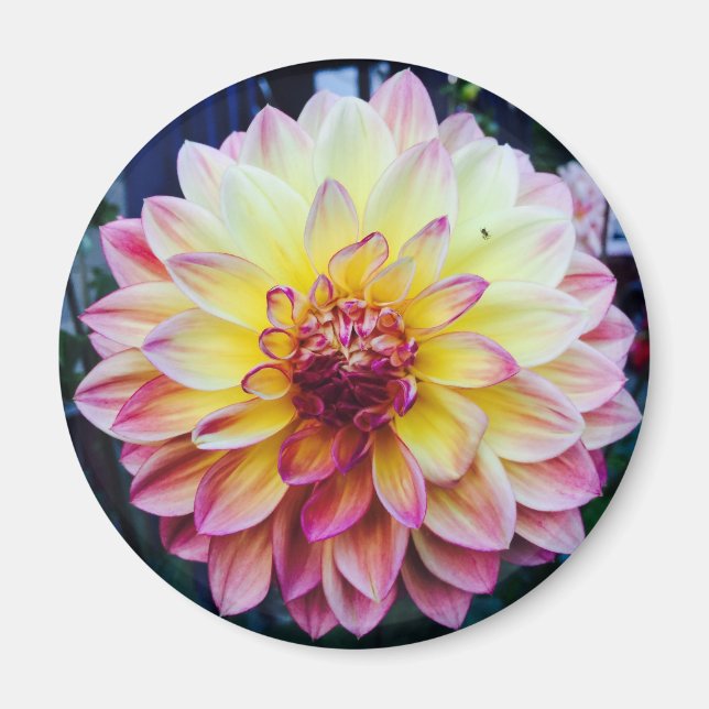 Beautiful Dahlia on a magnet (Front)