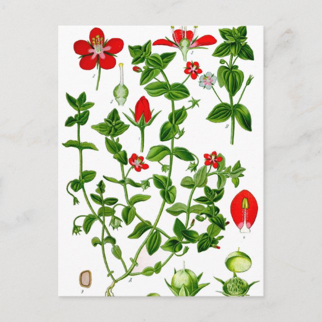 Beautiful Dainty red spring flower Postcard (Front)