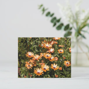 Beautiful Daisy Flowers Postcard