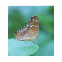 Beautiful Danaus Plexippus Butterfly on Leaf.