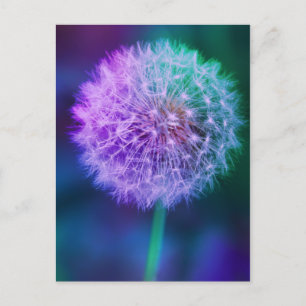 Beautiful Dandelion Photo on Blue Background Postcard