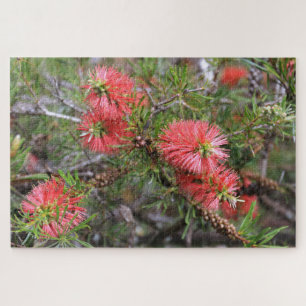 Beautiful deep pink Australian bottlebrush Jigsaw Puzzle