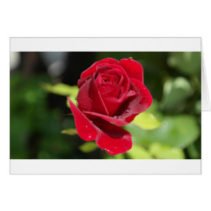 Beautiful Deep Red Rose