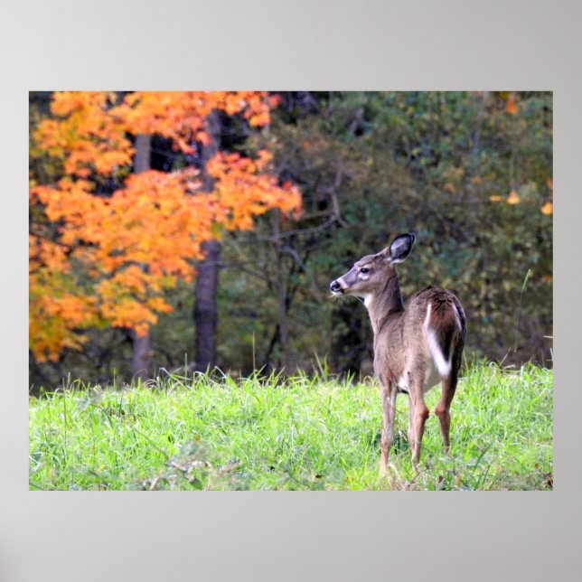 Beautiful Deer In the Autumn Field Poster (Front)