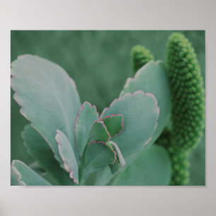 Beautiful Desert Plant Art Photograph Poster