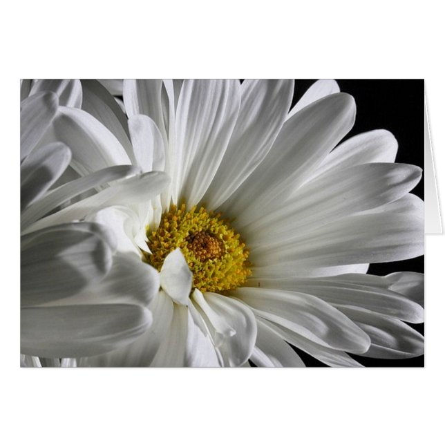 Beautiful Detailed Daisy (Front Horizontal)