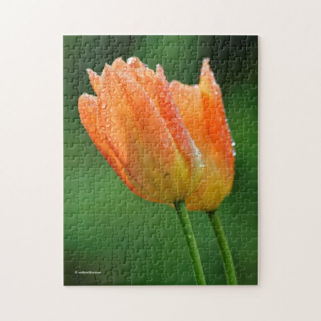 Beautiful Dew-Kissed Pastel Orange Tulips Jigsaw Puzzle (Vertical)