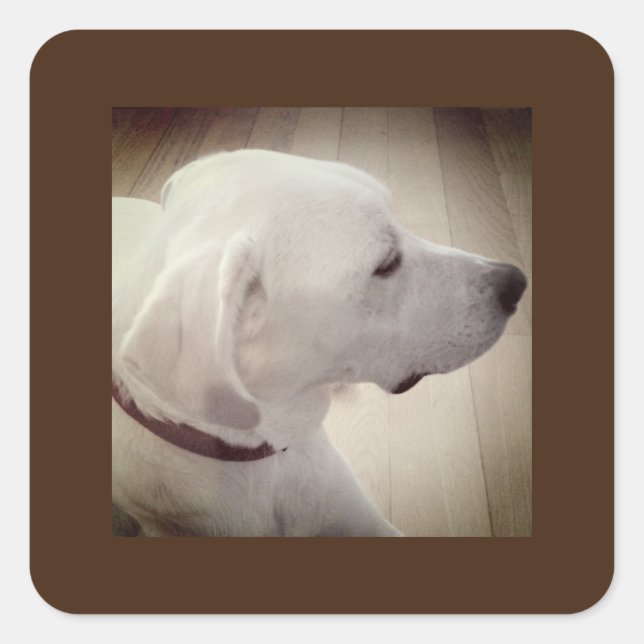 Beautiful Dog Profile Photo Square Sticker (Front)