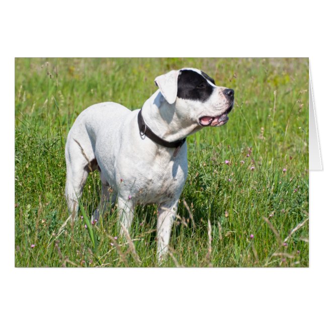 Beautiful Dogo Argentino (Front Horizontal)