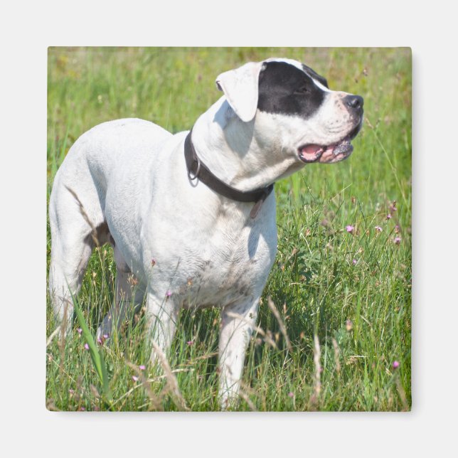 Beautiful Dogo Argentino Magnet (Front)