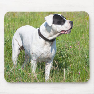 Beautiful Dogo Argentino Mouse Pad